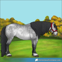Horse Color:Bay Chinchilla 