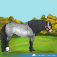 Horse Color:Bay Chinchilla 