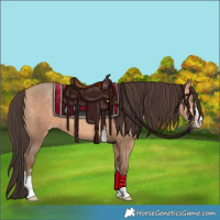 Horse Color:Amber Champagne