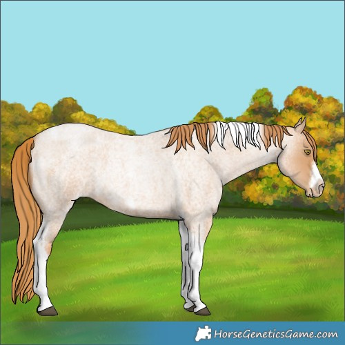 Horse Color:Red Roan Pearl Tobiano Frame