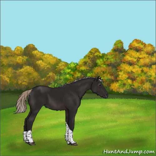 Horse Color:Gray Silver Brown Tobiano 