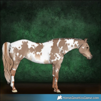Horse Color:White Spotted Red Dun 