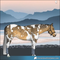 Horse Color:White Spotted Buckskin Dun Tobiano 