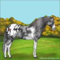 Horse Color:White Spotted Black Splash Tobiano Frame Appaloosa 