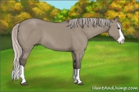 Horse Color:Silver Grullo Splash