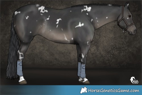 Horse Color:White Spotted Black Tobiano Rabicano 