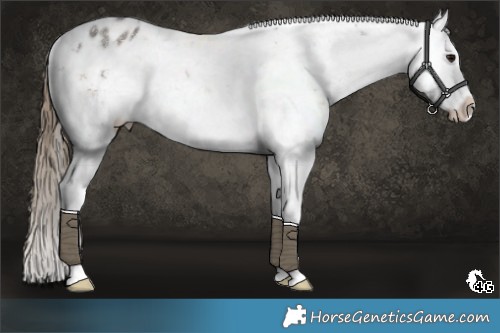 Horse Color:Buckskin Sabino Splash Appaloosa Rabicano 