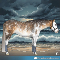 Horse Color:Buckskin Sabino Splash Appaloosa Rabicano 