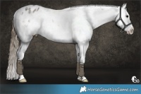 Horse Color:Buckskin Sabino Splash Appaloosa Rabicano 
