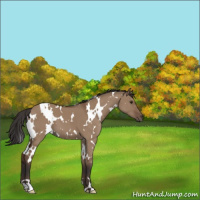 Horse Color:White Spotted Bay Dun