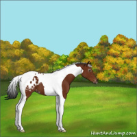 Horse Color:Gray Bay Tobiano Appaloosa 