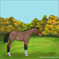 Horse Color:Gray Brown Roan Varnish 