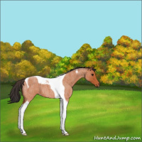 Horse Color:Bay Roan Tobiano