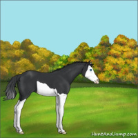 Horse Color:Black Splash 