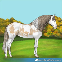 Horse Color:White Spotted Buckskin Sabino Splash Appaloosa 