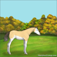 Horse Color:Buckskin Roan Sabino Splash 