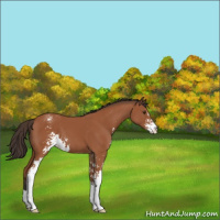 Horse Color:Bay Sabino Varnish 