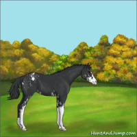 Horse Color:Black Sabino Appaloosa