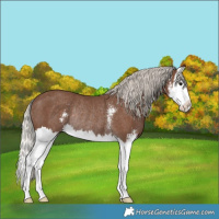 Horse Color:Silver Black Sabino Splash Rabicano 