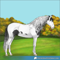 Horse Color:Black Sabino Splash Tobiano 
