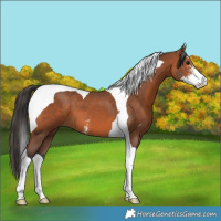 Horse Color:Bay Sabino Tobiano 
