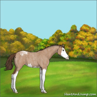 Horse Color:Bay Roan Splash Appaloosa 