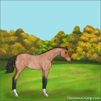 Horse Color:Bay Roan 