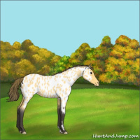 Horse Color:Buckskin Roan Appaloosa