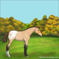 Horse Color:Buckskin Roan Appaloosa 