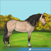 Horse Color:Bay Dun  and Bay Dun 