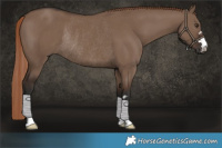 Horse Color:Liver Red Dun Rabicano 