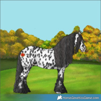 Horse Color:Black Appaloosa 