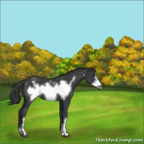 Horse Color:Black Frame Rabicano 