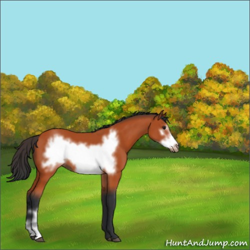 Horse Color:Brown Frame 