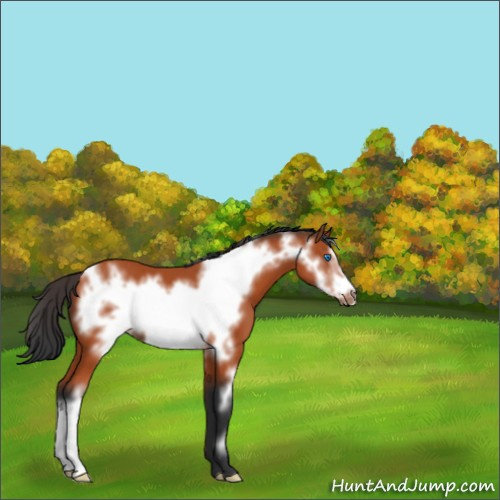 Horse Color:Bay Frame 