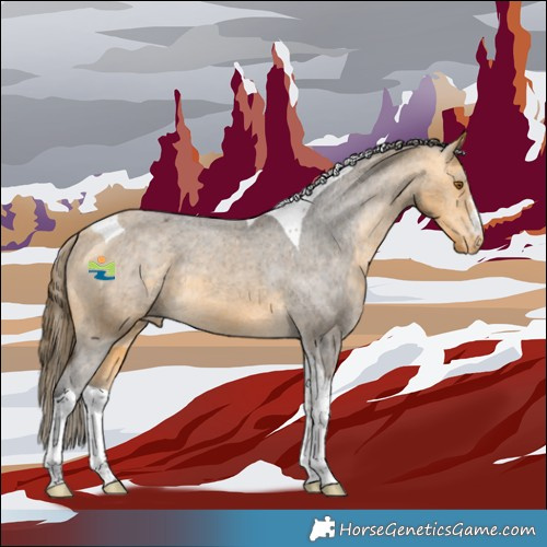Horse Color:Buckskin Tobiano Appaloosa 