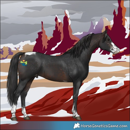 Horse Color:Brown Sabino Tobiano Appaloosa 