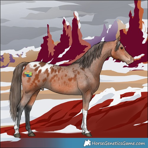 Horse Color:Bay Tobiano Appaloosa 
