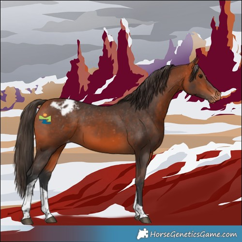 Horse Color:Bay Tobiano Appaloosa 