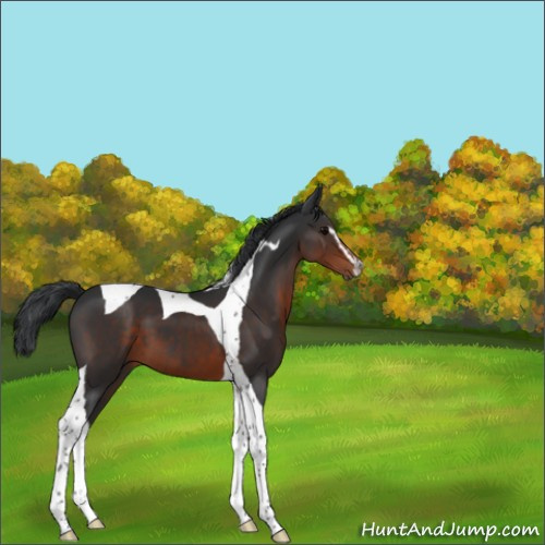 Horse Color:Brown Sabino Tobiano 