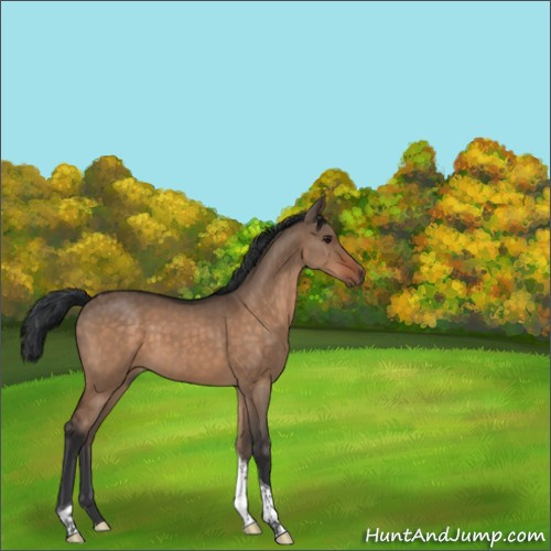 Horse Color:Brown Dun Tobiano 