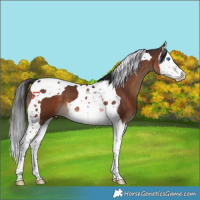 Horse Color:Brown Splash Tobiano 