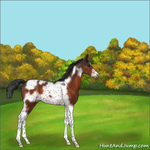 Horse Color:Brown Tobiano Frame 