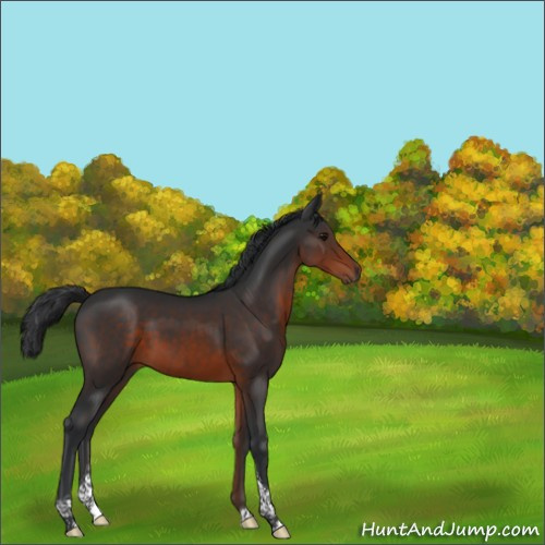Horse Color:Brown Tobiano Rabicano 