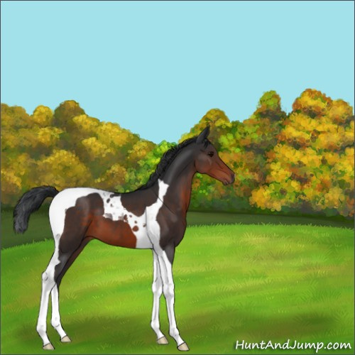 Horse Color:Brown Tobiano 