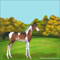 Horse Color:Brown Sabino Tobiano