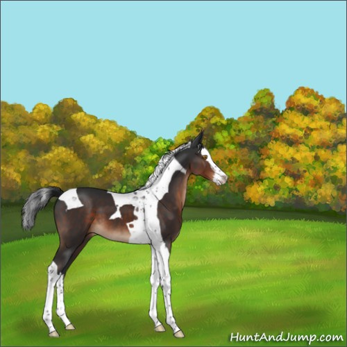 Horse Color:Brown Splash Tobiano 