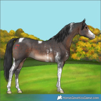 Horse Color:Brown Sabino Tobiano