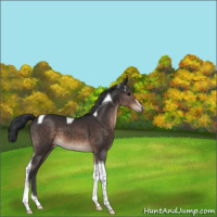 Horse Color:Brown Sabino Tobiano
