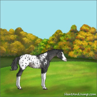 Horse Color:Black Splash Appaloosa Rabicano